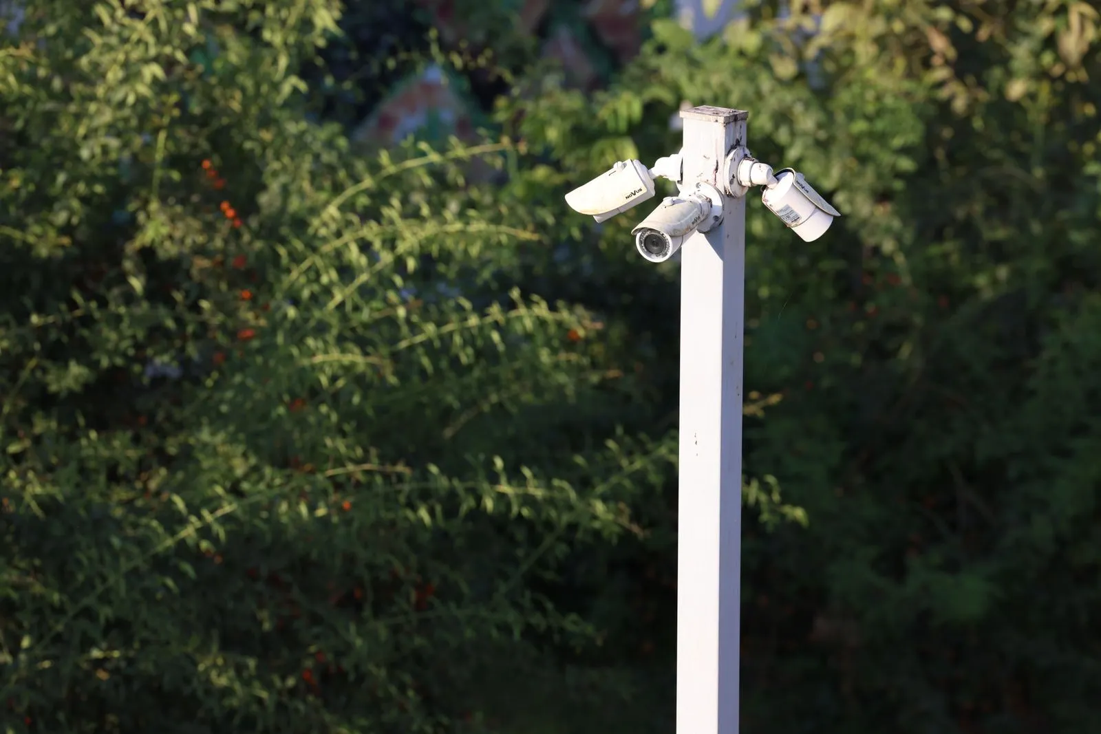 Cluster of surveillance cameras mounted outdoors amidst green foliage for public safety.